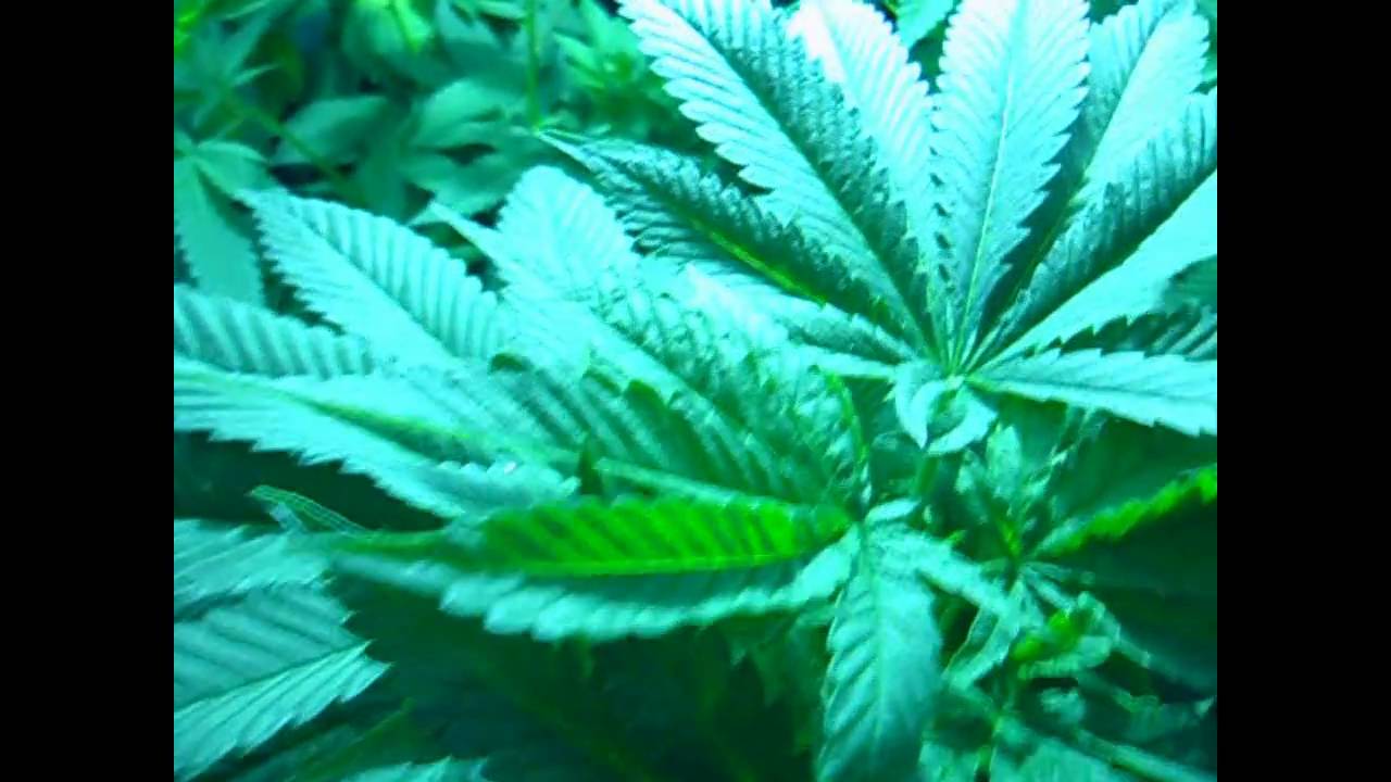 PURPLE KUSH + HINDU KUSH + BLUEBERRY - MARIJUANA GROW  - GREEN PLANET NUTRIENTS