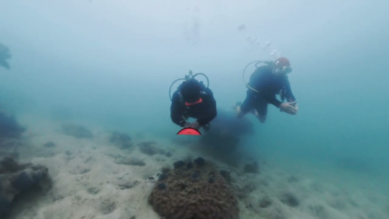 Reef Diving in Pattaya