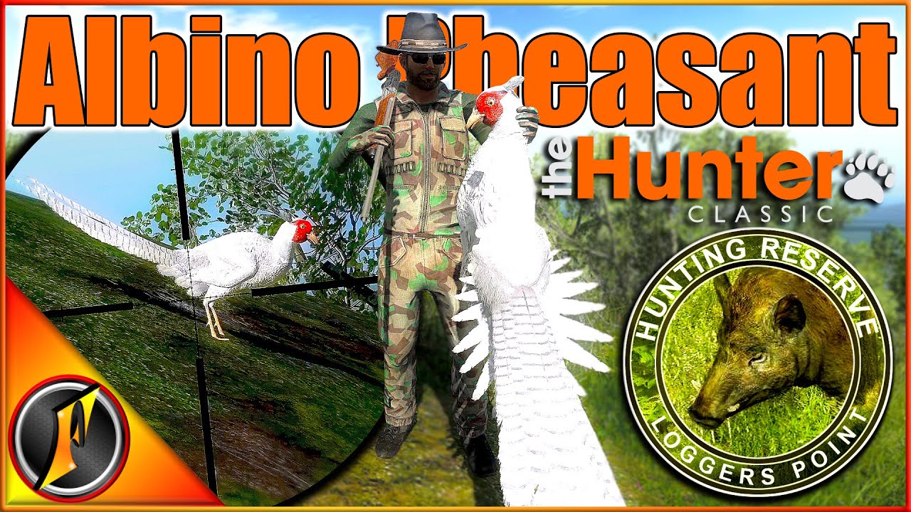 ОГРОМНЫЙ безумно редкий ФАЗАН-АЛЬБИНОС в TheHunter Classic!