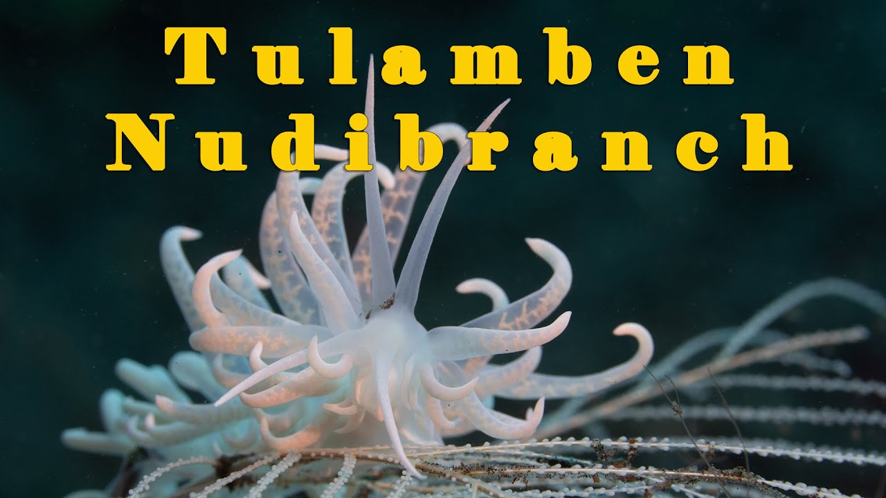 Tulamben Nudibranch heaven