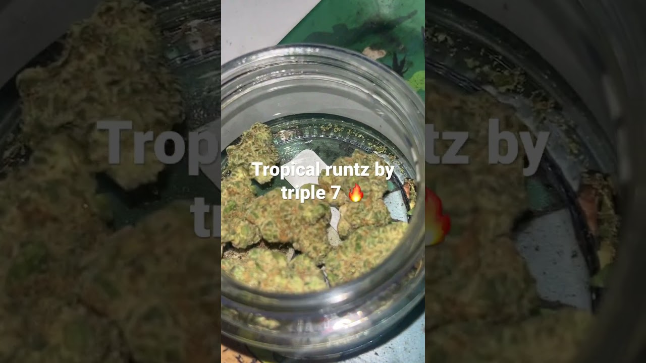 Tropical runtz triple 7