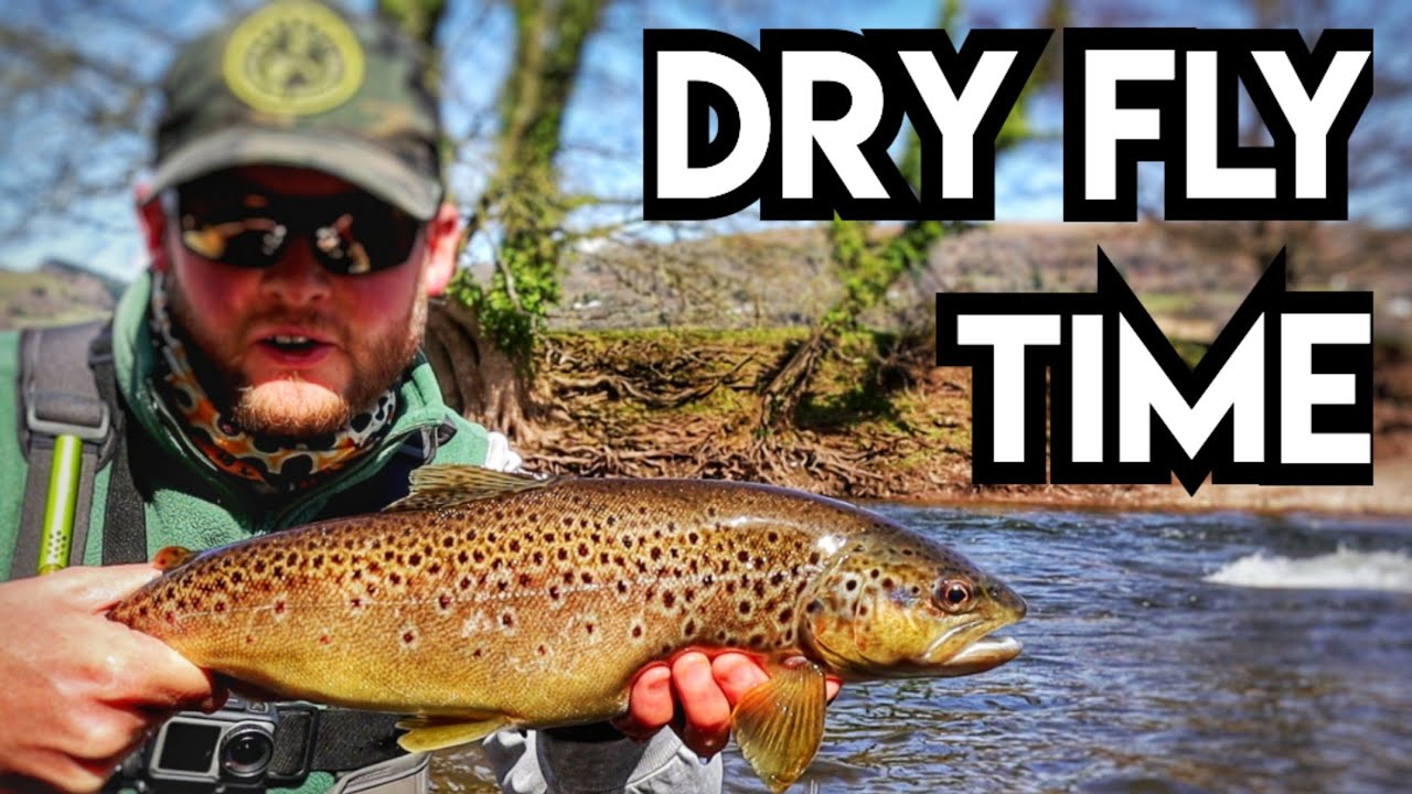 River Usk, Wales - Grannom Hatch Time! Dry Fly Fishing For Brown Trout