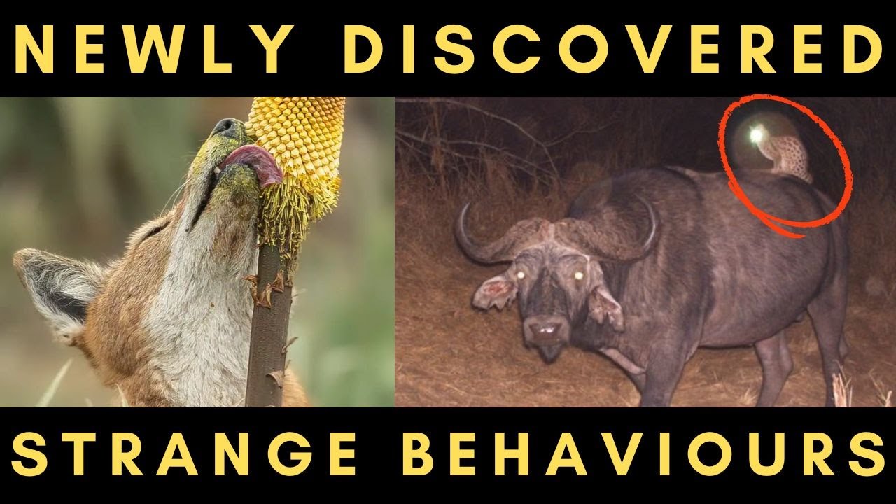 10 Recently Discovered Strange Animal Behaviours