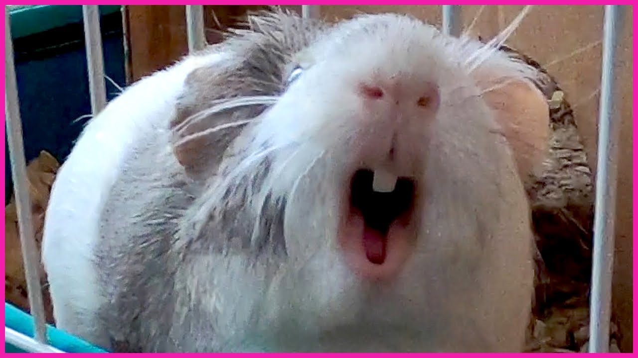 Best guinea pig noises... in slow motion!