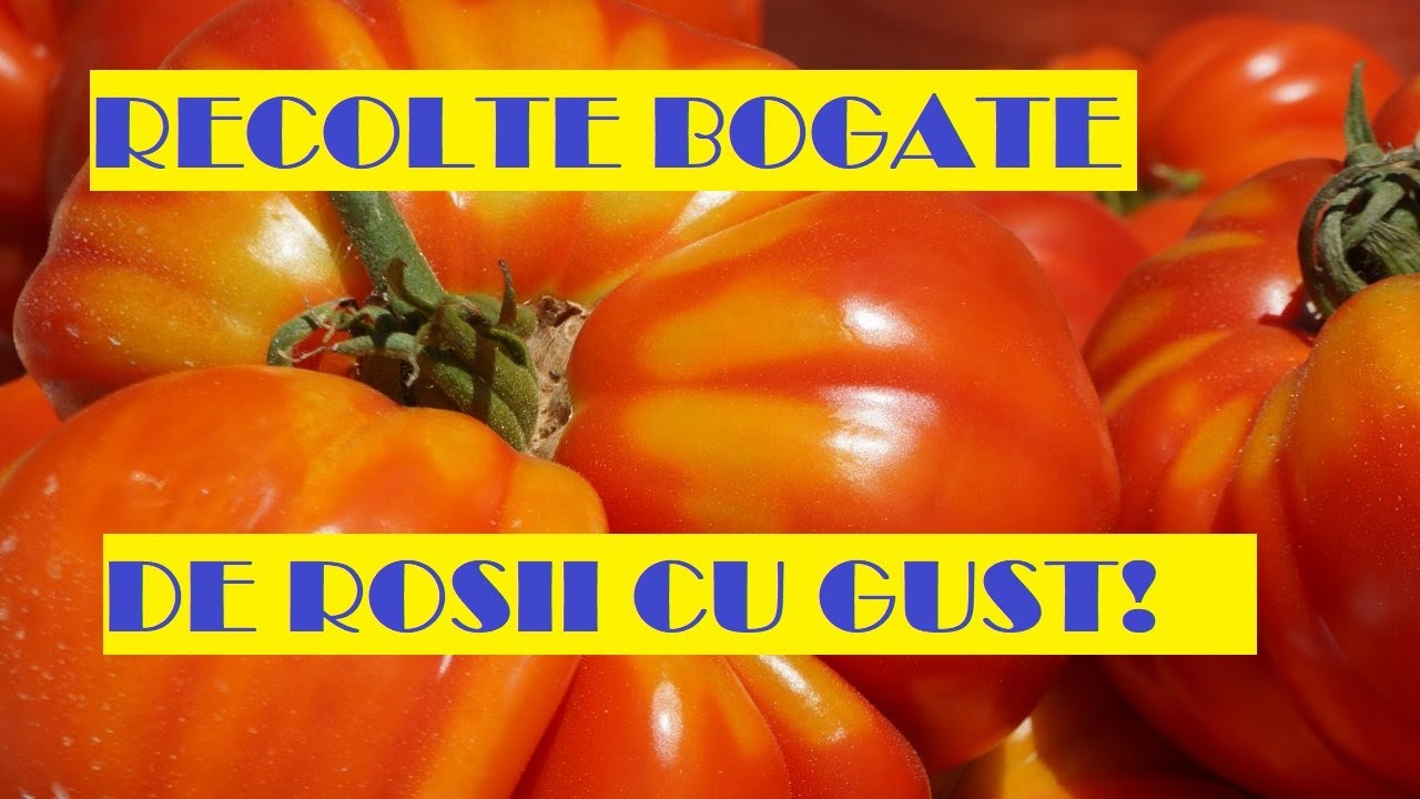 Cum obținem recolte bogate de roșii/ tomate mari și cu gust🍅🍅🍅