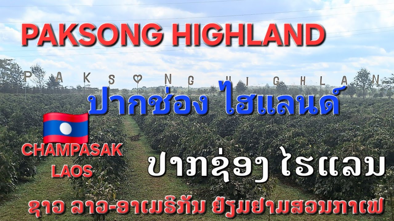 @LAOS🇱🇦#Lao-American visit coffee plantation #ชาว ลาว-อเมริกันเยี้ยมชมไร่กาแฟ 