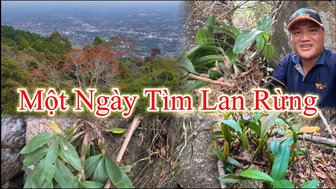 Phát hiện ổ Lan rừng khủng trên núi cao, một ngày đi tìm hoa lan rừng.