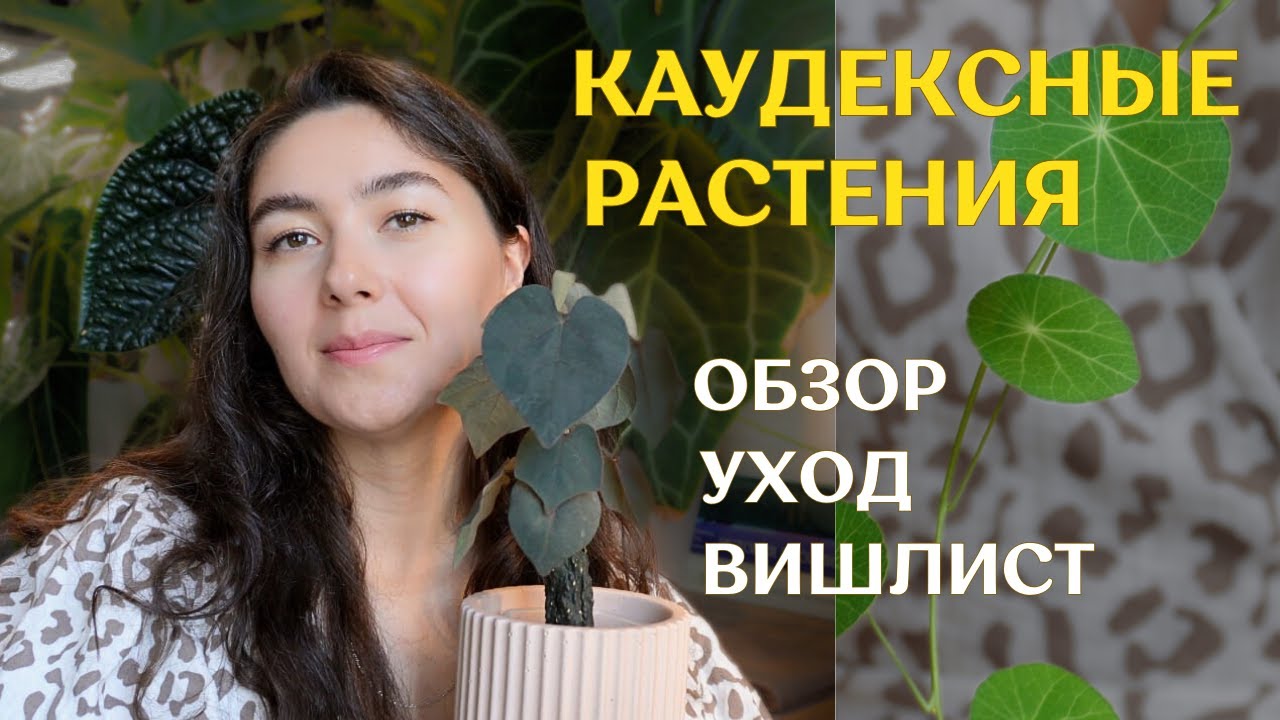 СТЕФАНИЯ эректа, КАВАСАКИ (НОВА) и другие КАУДЕКСНЫЕ растения | ОБЗОР, мой УХОД и ВИШЛИСТ🌱