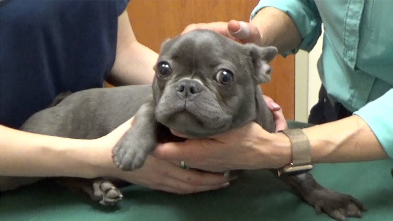 How to Trim Your Dog's Nails | Southpoint Animal Hospital 27713