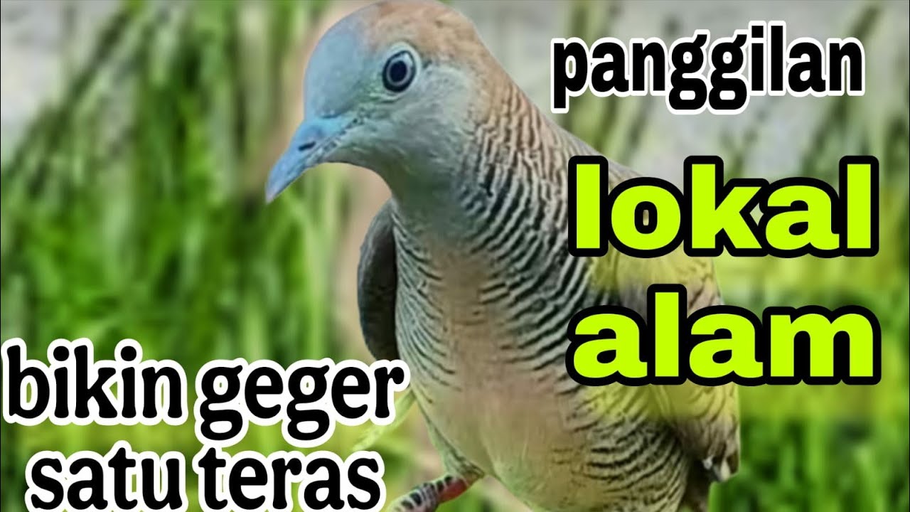 Perkutut lokal gacor panggilan lokal alam bikin geger satu teras