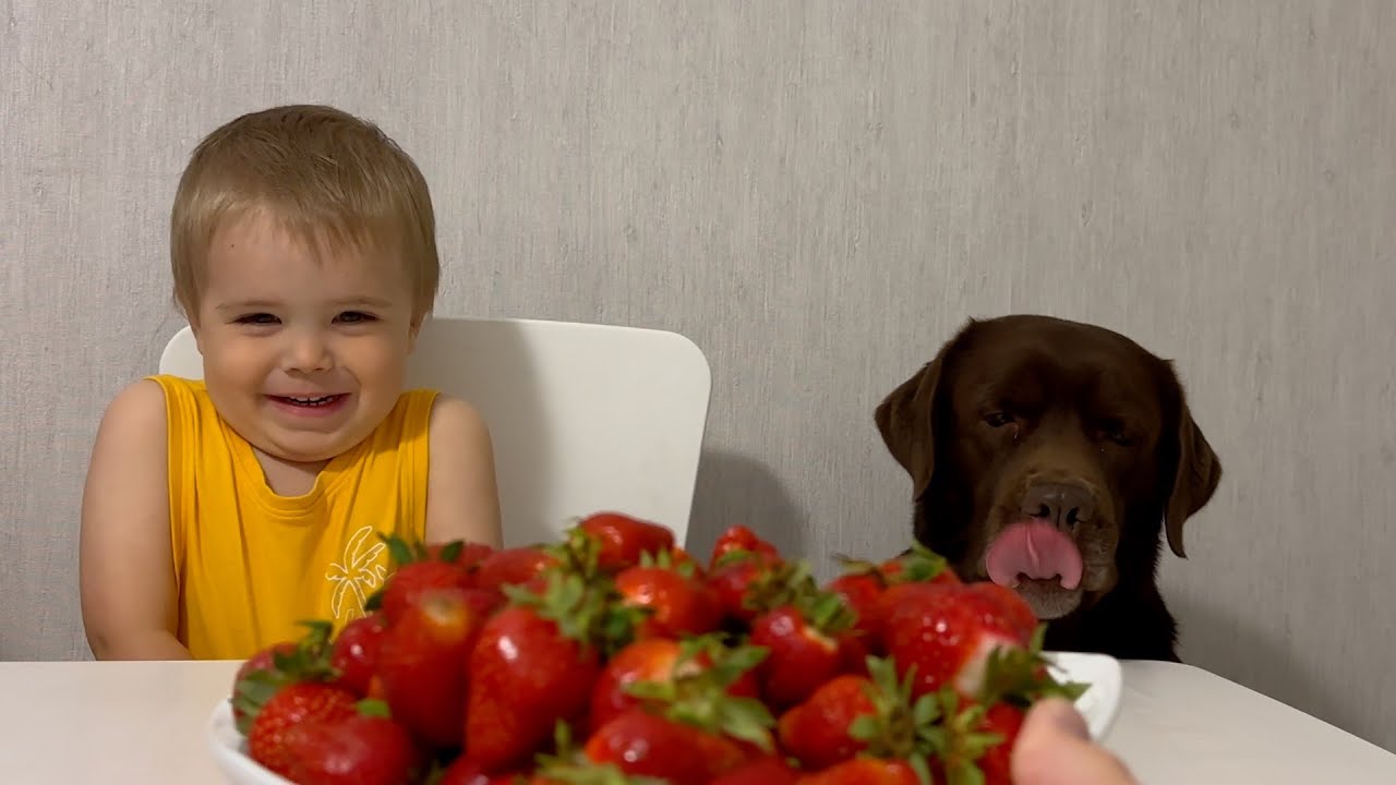 Can Baby Boy and Dog Resist The Strawberries?