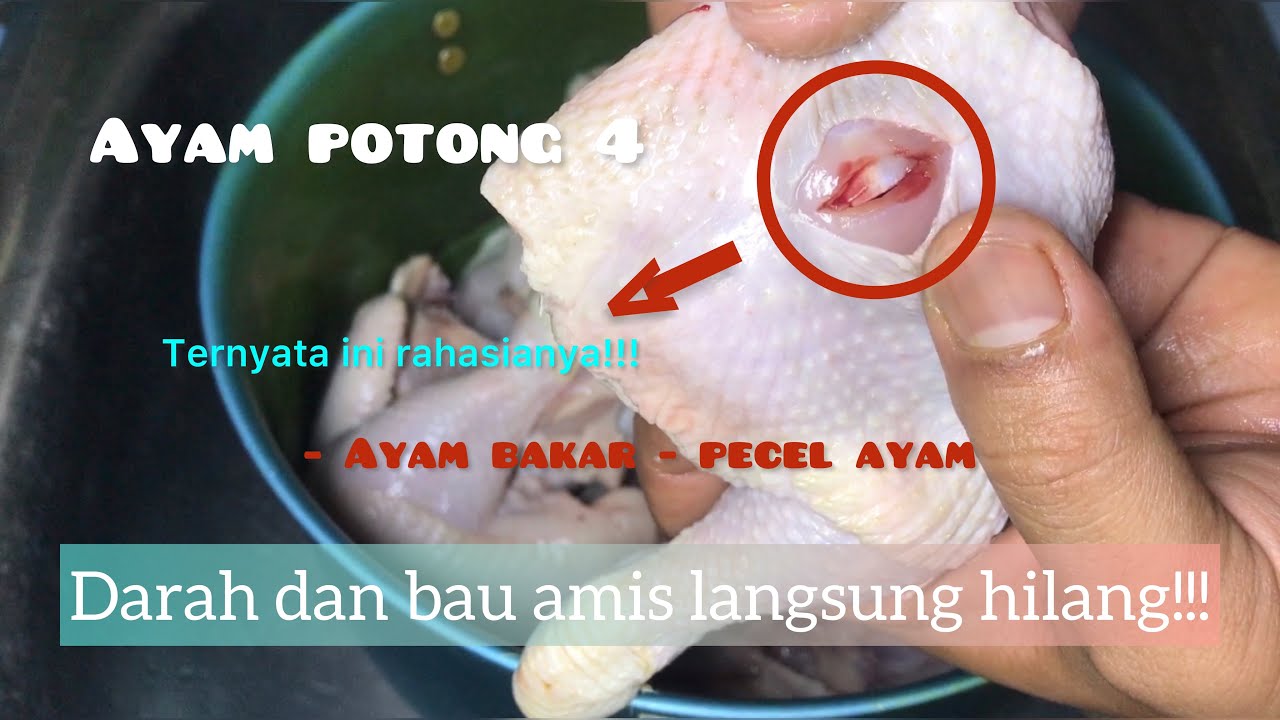 TIPS DAN CARA MUDAH UNTUK MENGHILANGKAN BAU AMIS DAN DARAH PADA AYAM