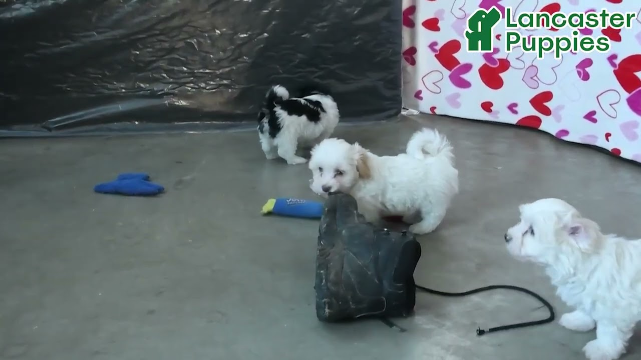 Cute Havanese Puppies