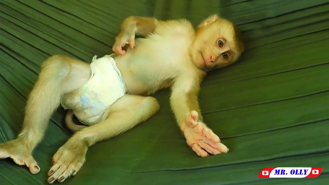 Cute Mr. Olly Sleeping In Hammock