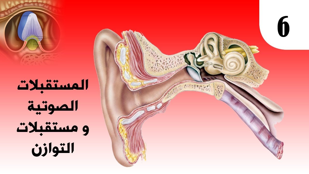 علم الأحياء | المستقبلات الصوتية ✓ مراحل انتقال الأمواج الصوتية الى الاذن الداخلية .. د.حسن حسين