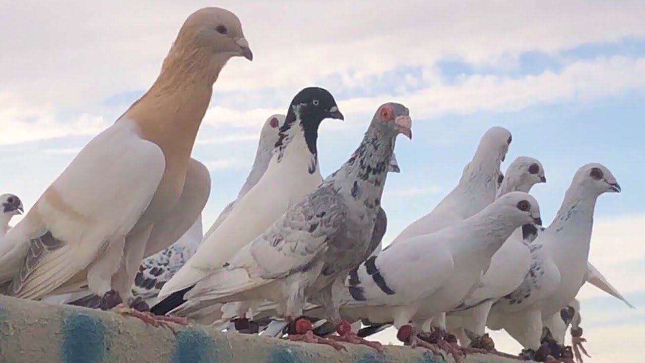 زيارة اليوم جاري ابو فواز اجمل الحمام النغول كلها فراخ بيت
