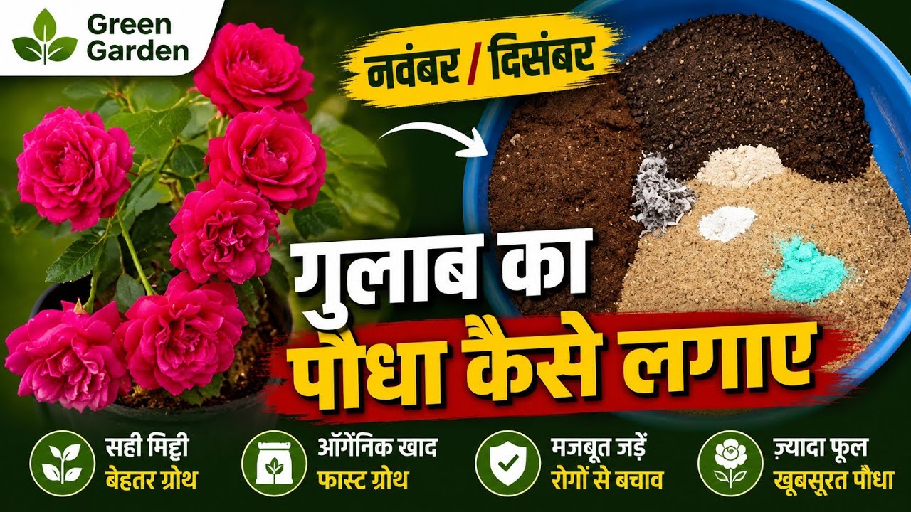 Nursery Se Laye Rose Mein Ye Galti Na Kare