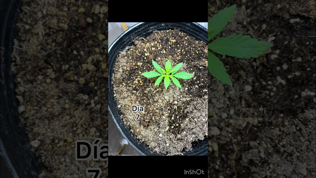 Seguimiento a cultivo con galponeras, gen: Purple Punch Auto. Banco: Ojitos Rojos