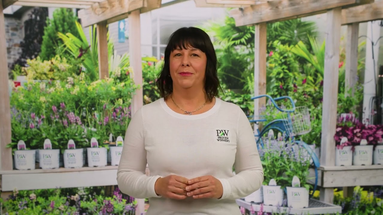 Best Plants to Attract Hummingbirds | Proven Winners&reg; Garden Guide