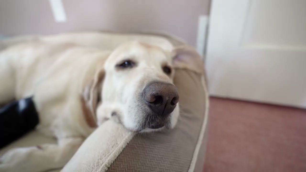 Dogs rest and recover with Heating Therapy Braces : Petietec