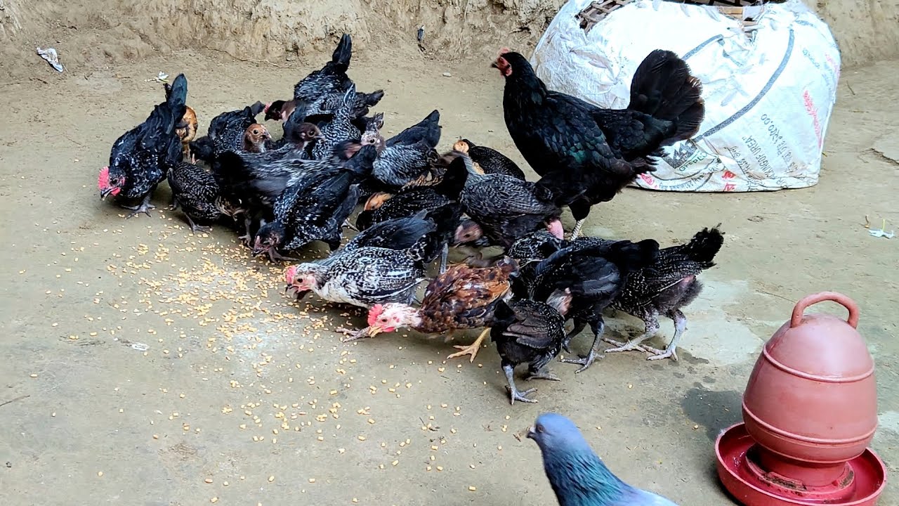 ঠান্ডার সময় মুরগীর বাচ্চা বাঁচানোর সেরা উপায় | শীতে বাচ্চা মুরগী পালন যা না জানলে চলবে না