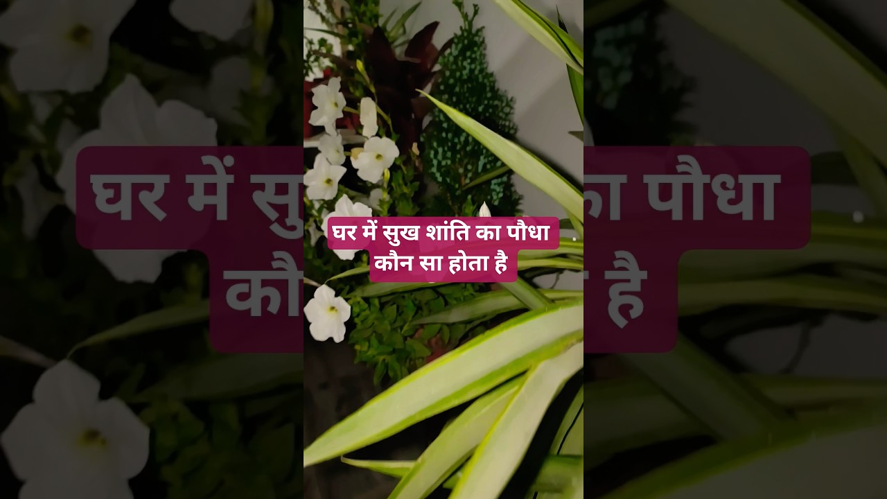 घर में सुख शांति का पौधा कौन सा होता है #homegrdening #plants #vastu #viral#trending #ytshorts