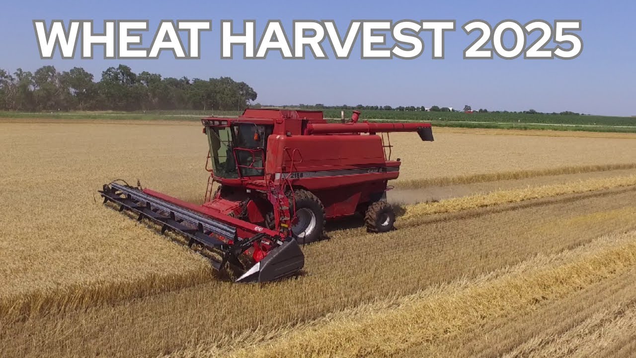 2025 Wheat Harvest!!!  #kansas #caseih