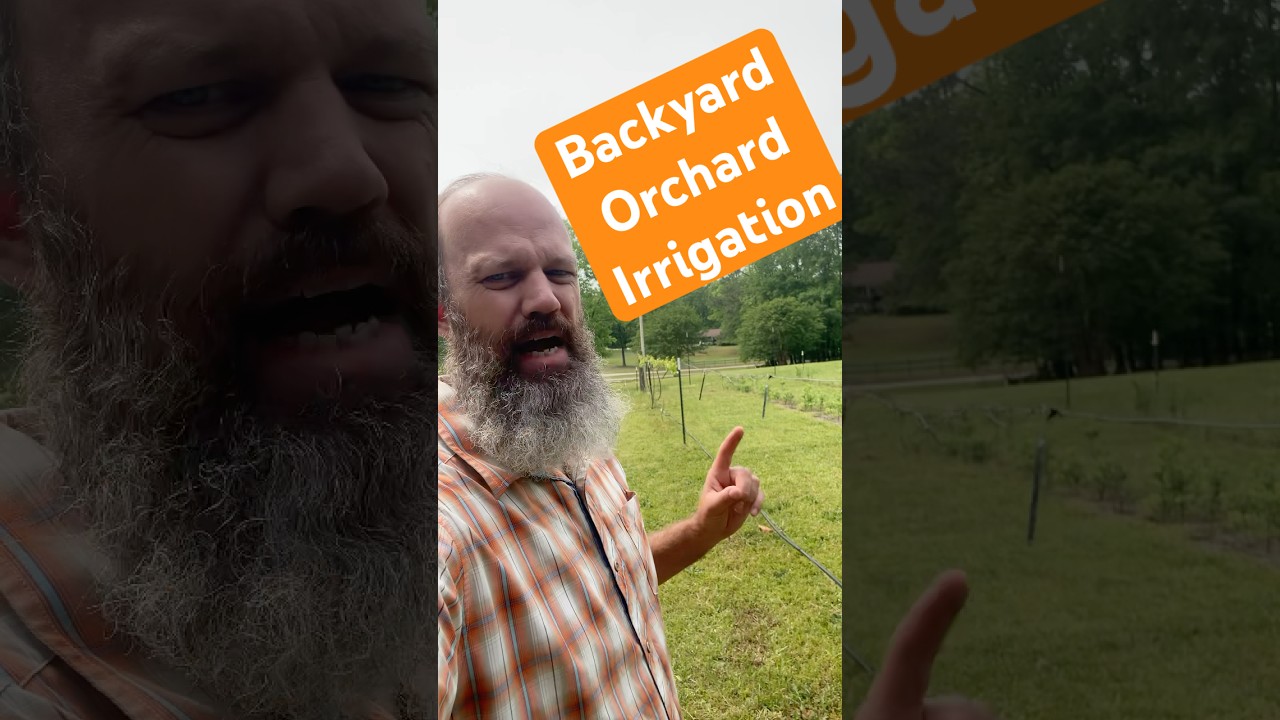 Backyard Orchard irrigation recap. What works & what doesn&rsquo;t! #backyardorchard