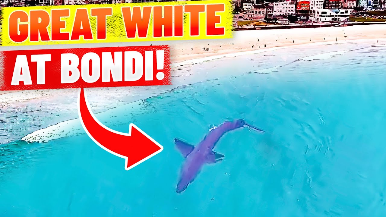 Great White Shark at Bondi Beach - Spotted by Drone!