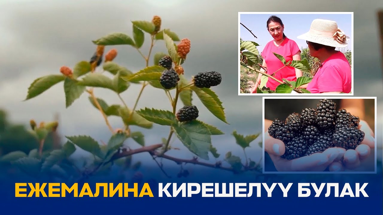 ЕЖЕМАЛИНА КИРЕШЕЛҮҮ БУЛАК // КУТМАН ТАҢ