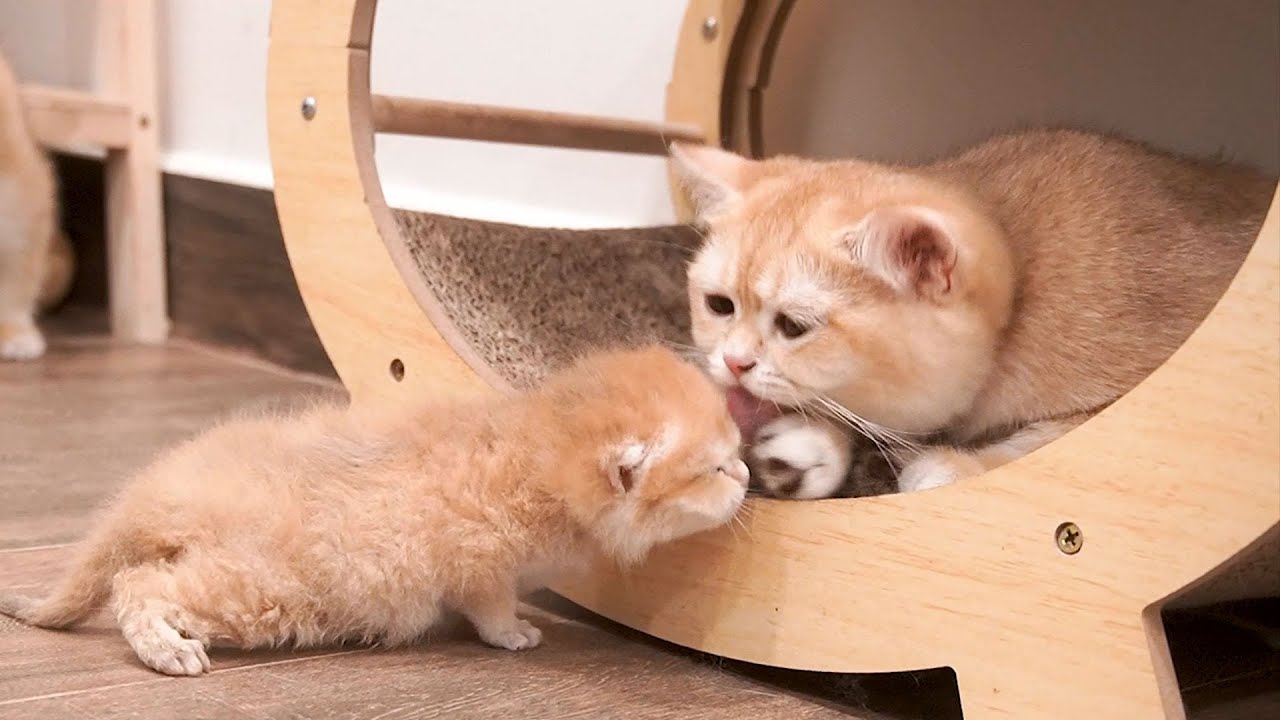 Kitten Mango has learned to seek care from his sister cat Violin.