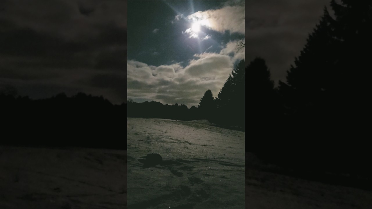 my cat under the moon 