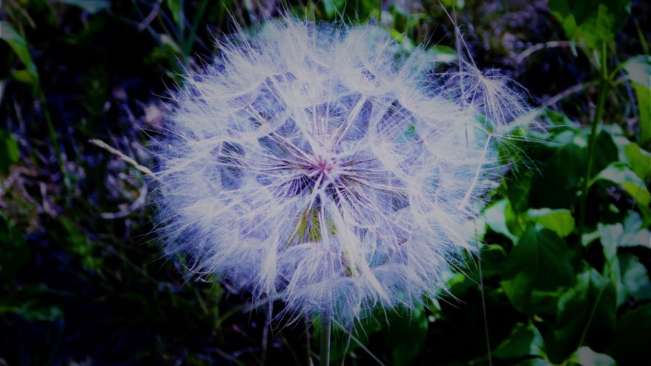If Not for You/Isn't It a Pity - Natural Voices Vol. 2