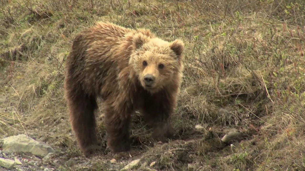Celebrity Alaska Land Tour