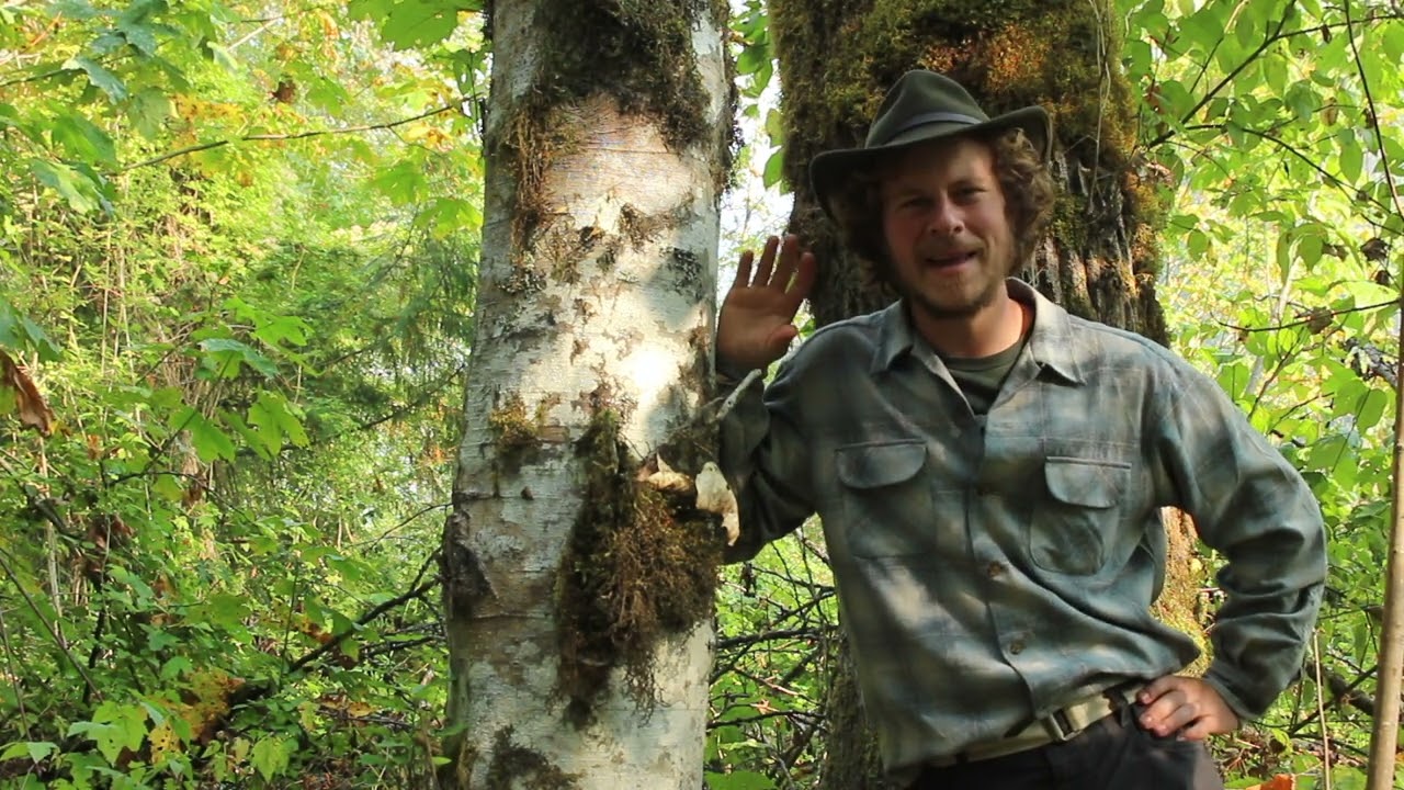 Wait...Bacteria in the Roots is a Good Thing?! Red Alder (Alnus rubra)