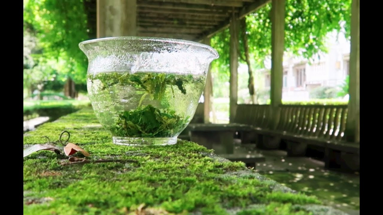 Kabuse Tea | Relaxing Tea Meditation