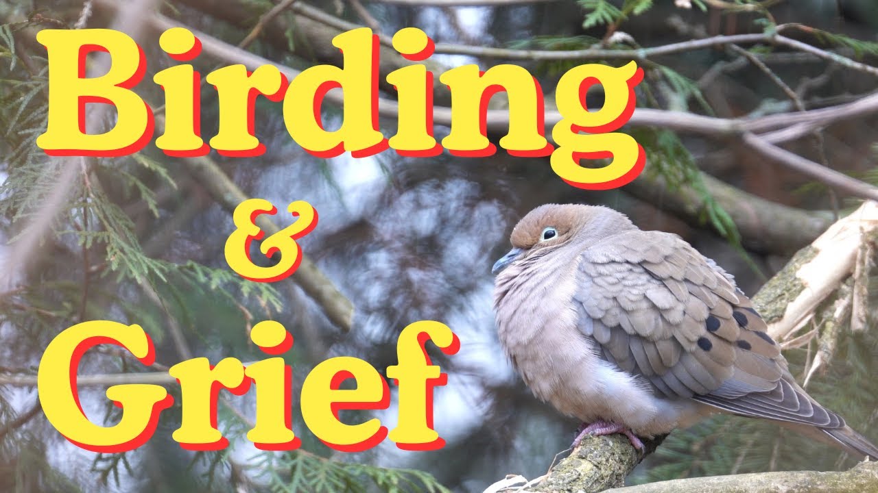 The Difficulties of Birding & Grief During the Holidays | Birding Vlog
