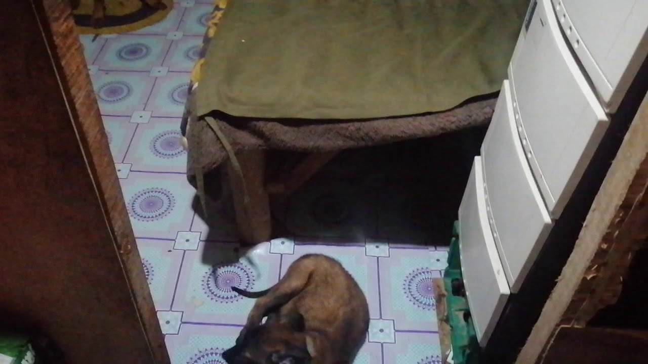 Migzdogz
