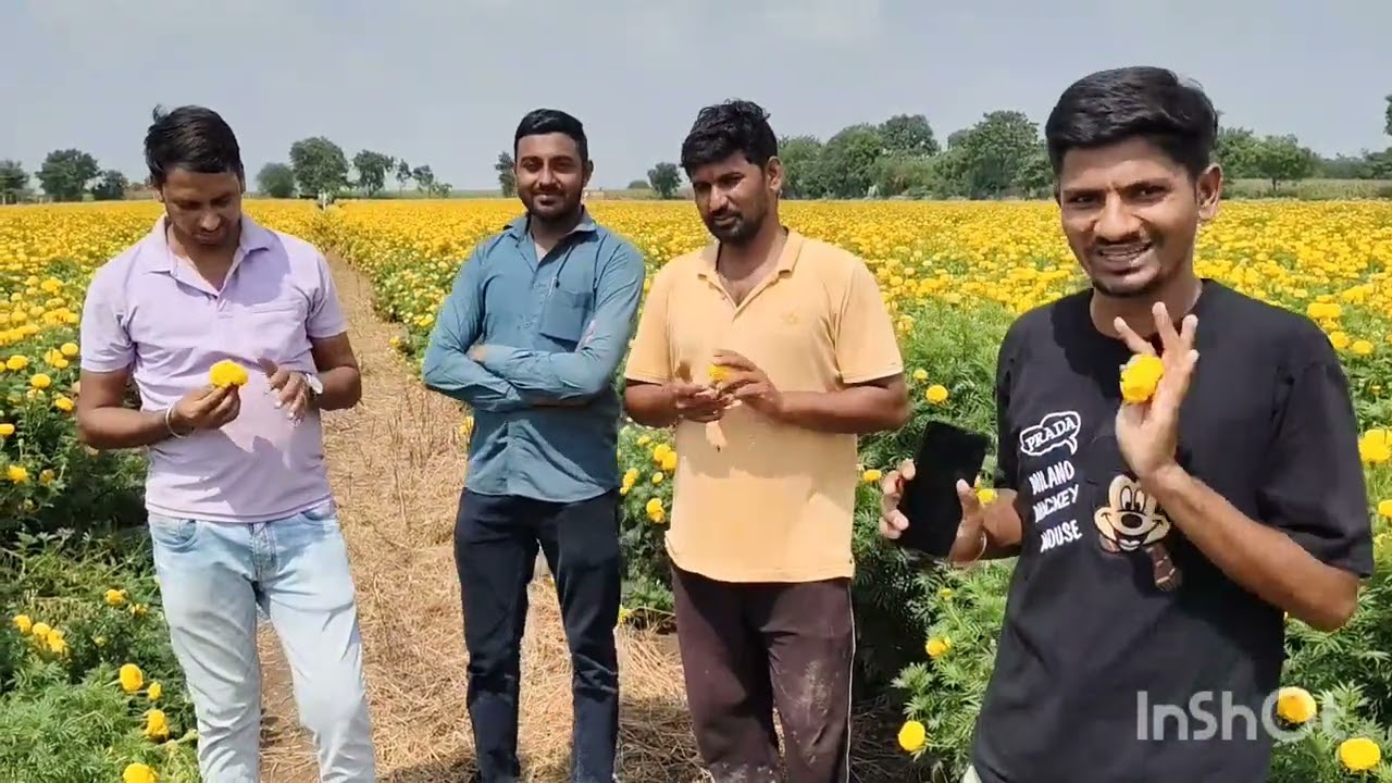 Merigold Farming Jawada-ll Nimbahera (हजारी की खेती)