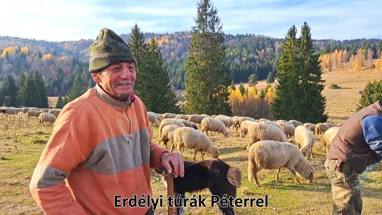 Zoli bátyám már 45 éve járja a hegyeket sűrűn találkozik medvével farkassal amik megfognák a juhokat