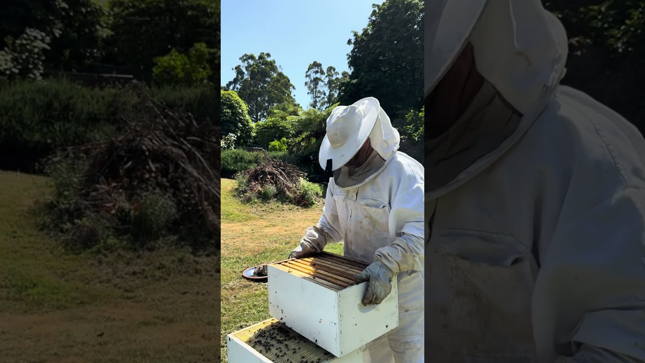 Four Hive Inspections in One Day (Honey, Pests & Queen Cells) | Beekeeping