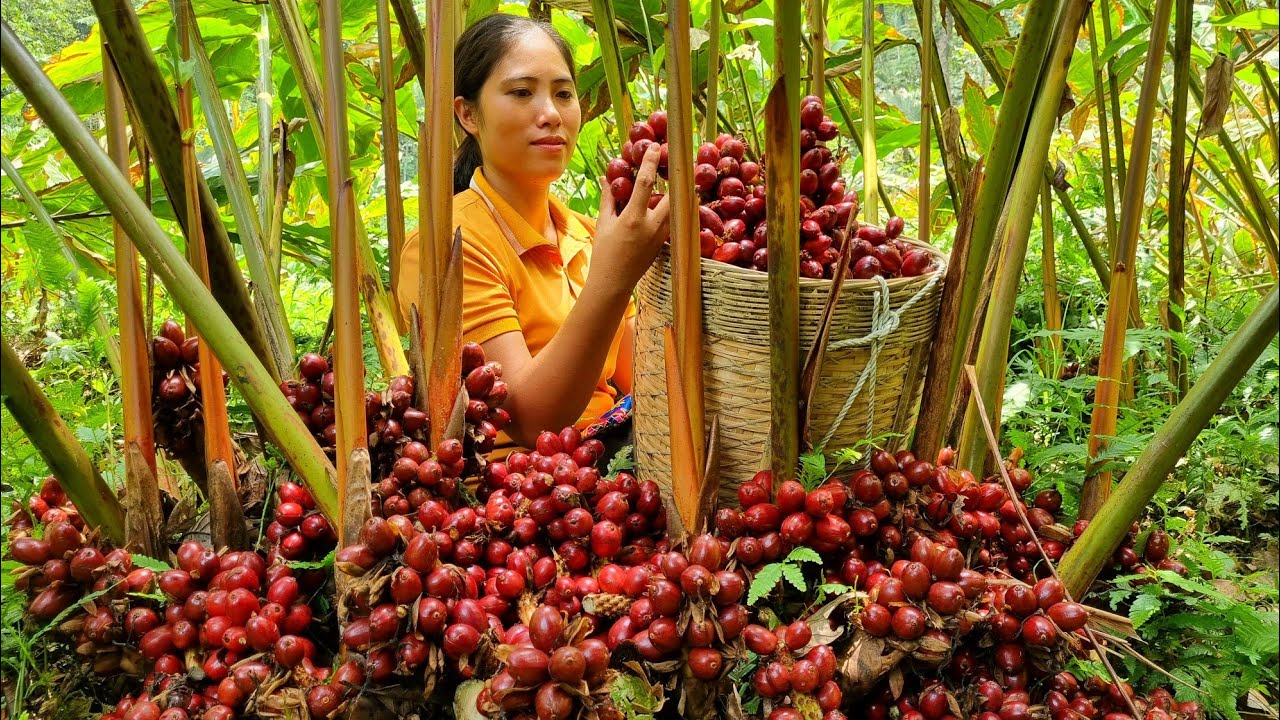 Harvesting Cardamom on the Mountain 2000m High go to the Market sell - Animal care | Tran Thi Huong