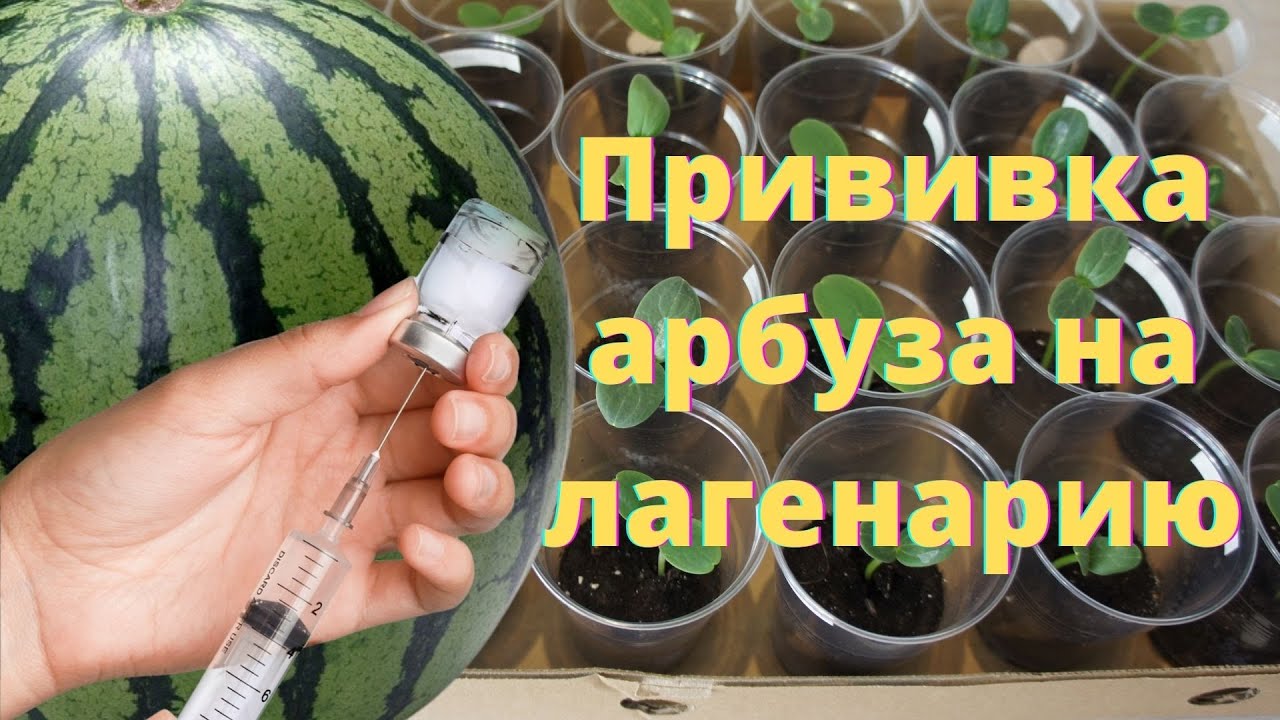 Выбор сорта,посев и прививка арбуза