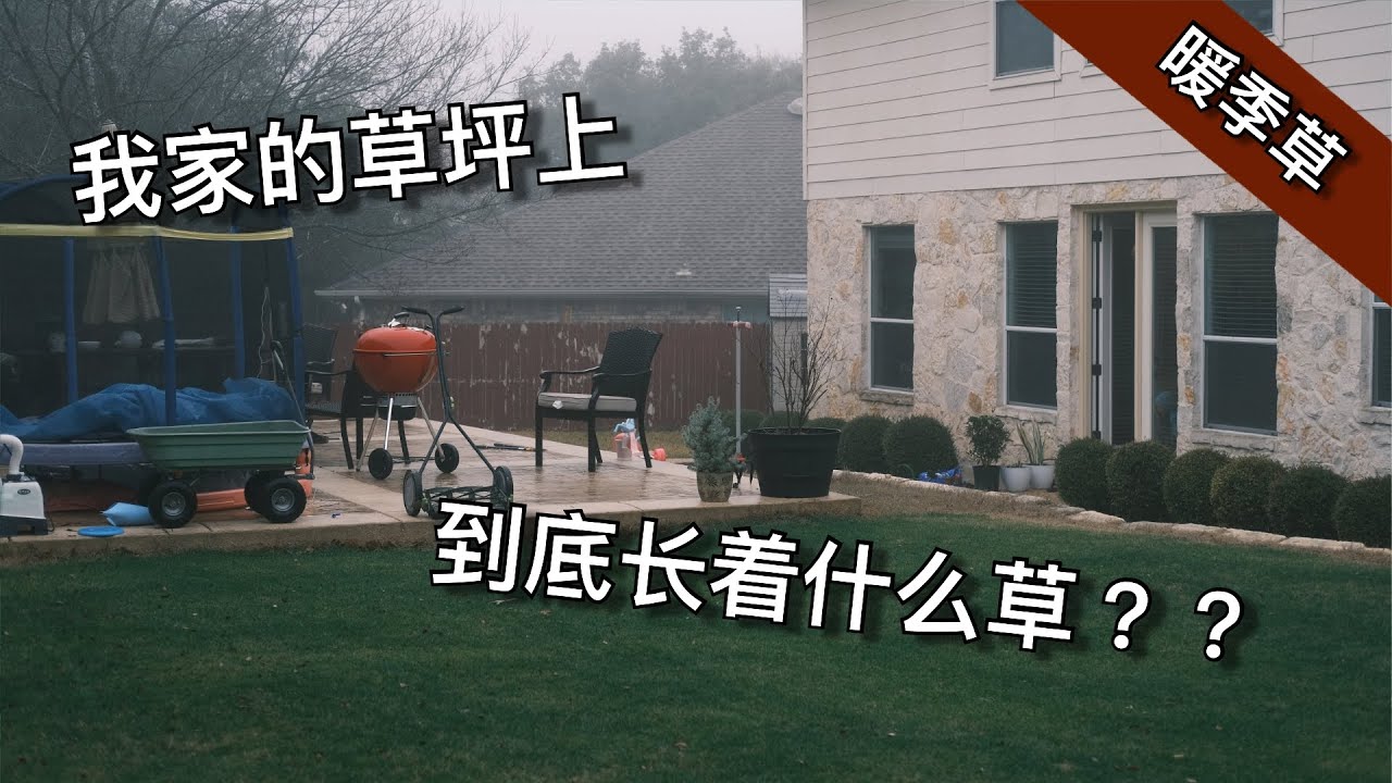 如何分辨我家的草坪上到底长着什么草 - what grass is growing on my lawn - warm-season grass | 尅尅&凯西的后花园