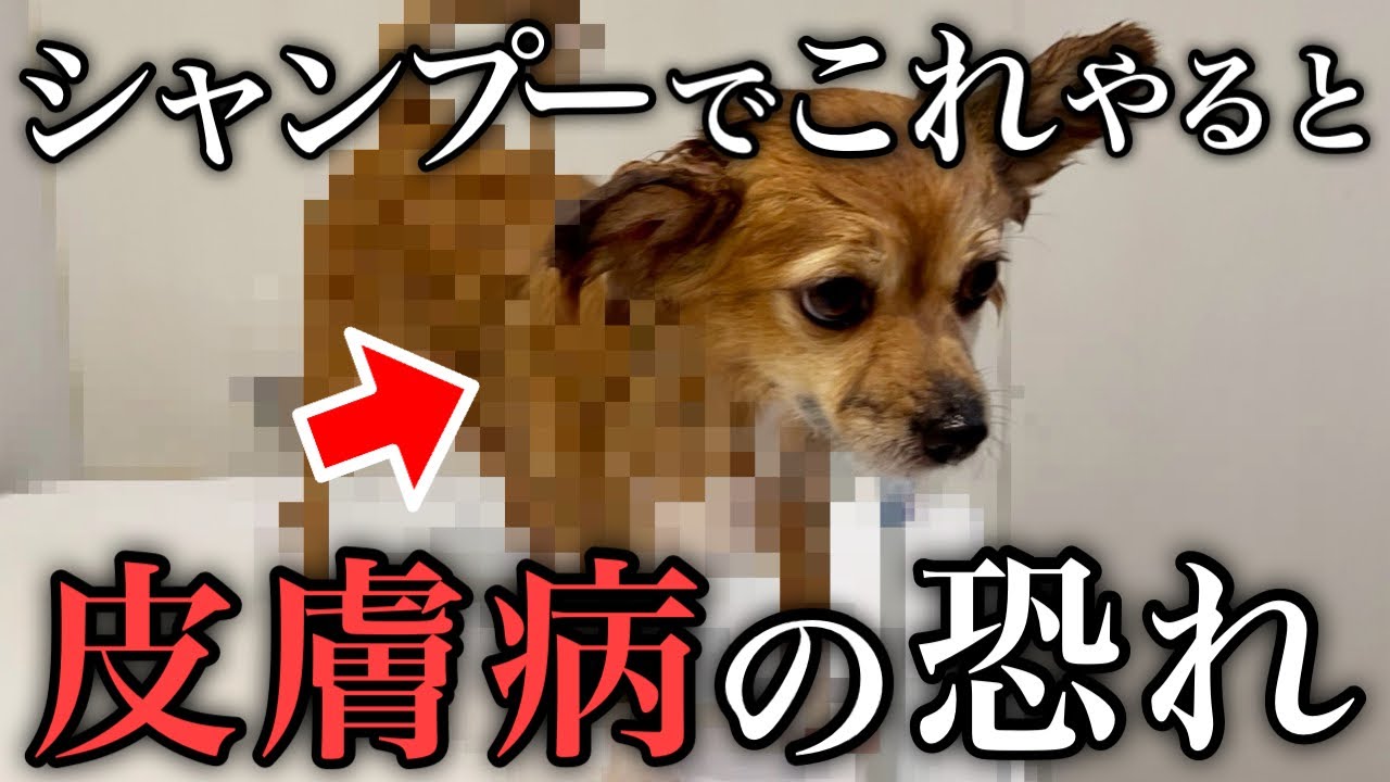 【知らなきゃ損】飼育歴35年のベテランが教える正しいシャンプー方法【皮膚病/原因/治療/風呂】