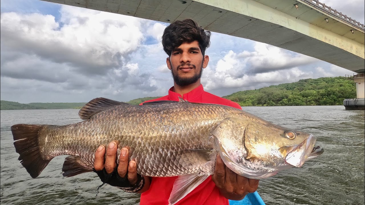 Caught barramundi on Iive bait 🦐 || chote hook pe mili unbelievable ||#fishing @bablusolkar