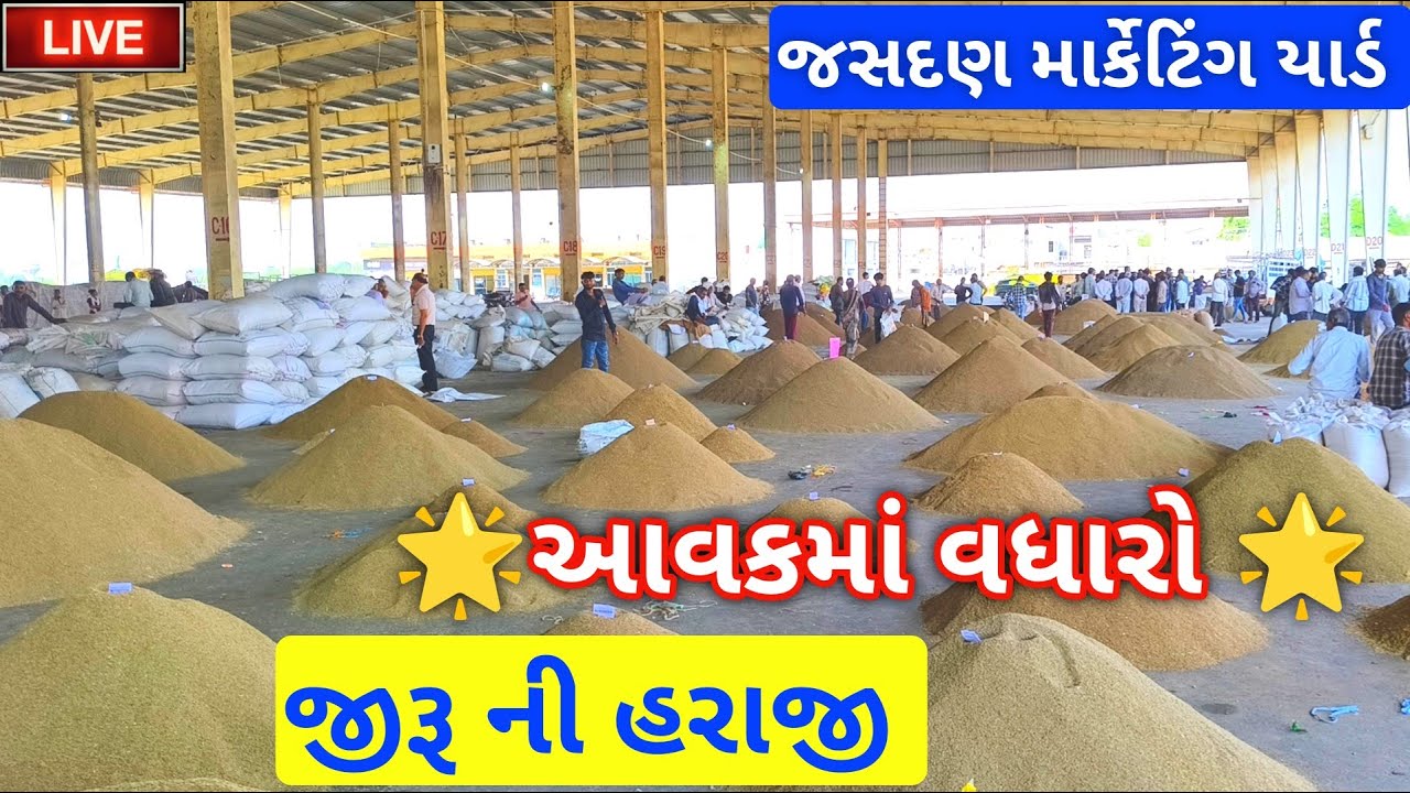 🔴live જીરૂ ના ભાવ આજના | jeera auction price today | jasdan marketing yard |September 11, 2025