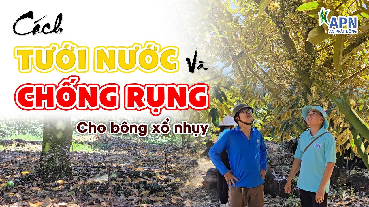 APN - CÁCH TƯỚI NƯỚC - CHỐNG RỤNG CHO BÔNG XỔ NHỤY