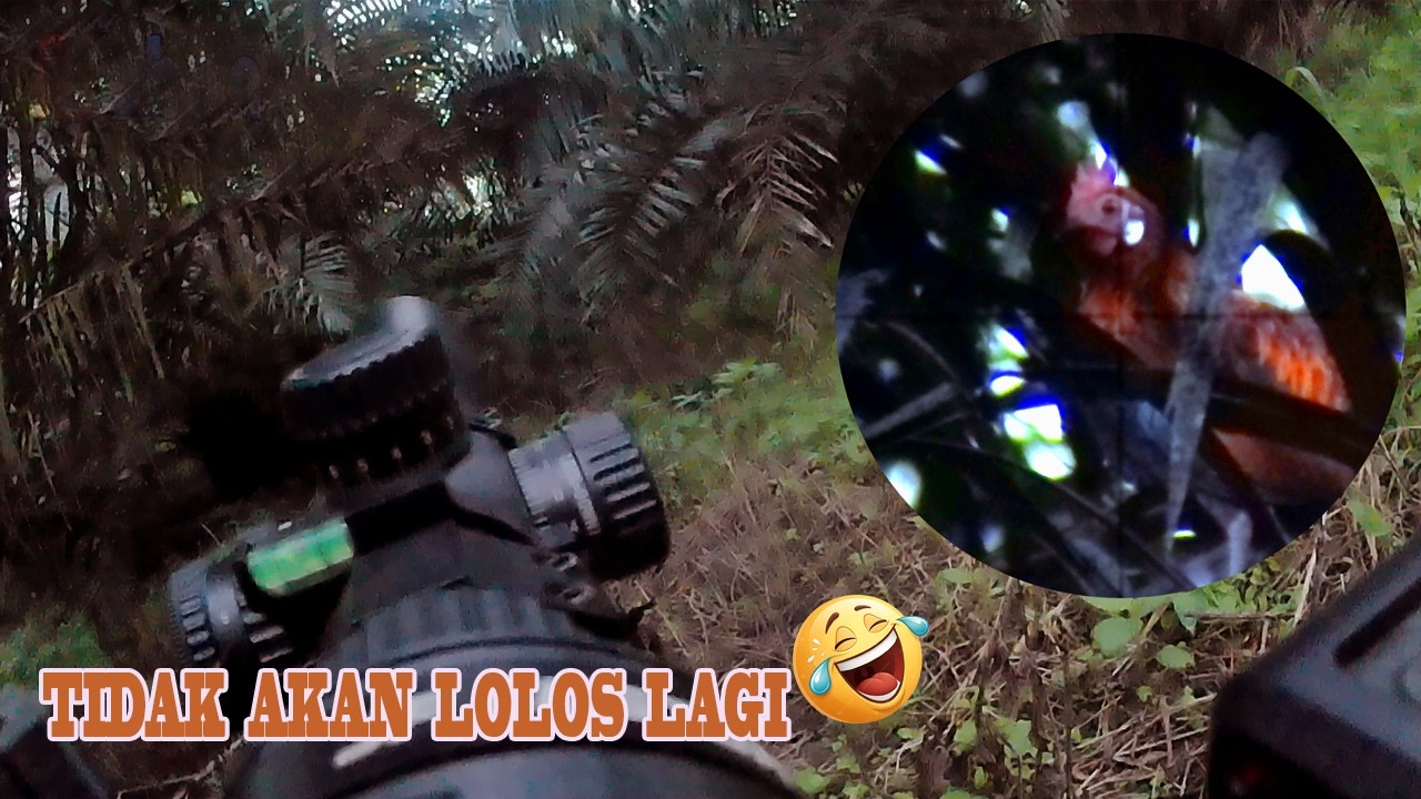 🔵KALI INI TIDAK AKAN LOLOS😅/BERBURU AYAM HUTAN KEBUN SAWIT‼️