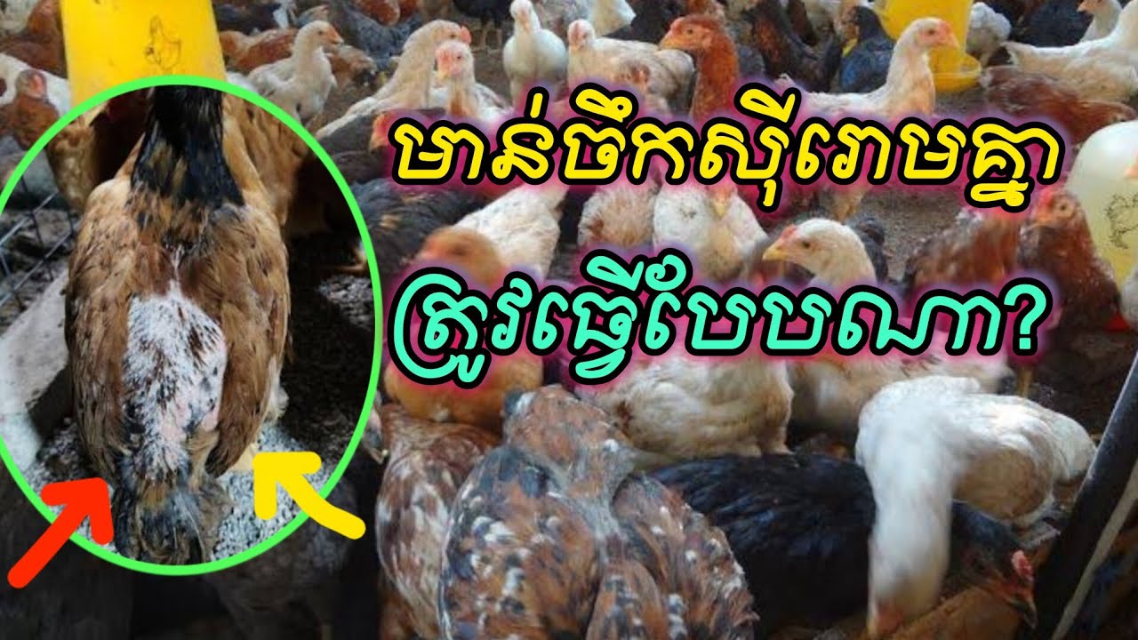 មាន់អត់ដុះរោមឬមាន់ចឹកស៊ីរោមគ្នា ដោះស្រាយបែបណា?
